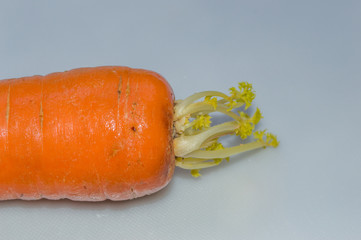 Carrots sprouting roots spontaneously, isolated on white background