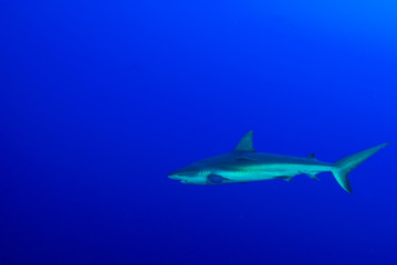 This apex predator is a reef shark shot in the wild in its natural habitat. The impressive creature lives in the warm tropical waters of the Cayman Islands. 