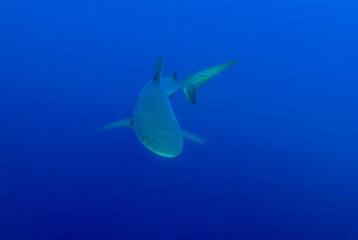 Fototapeta premium This apex predator is a reef shark shot in the wild in its natural habitat. The impressive creature lives in the warm tropical waters of the Cayman Islands. 
