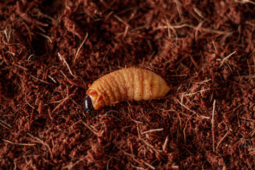 edible worm of the amazon region