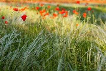 Poppy flowers growing in a field