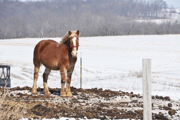 Draft Horse in Winter