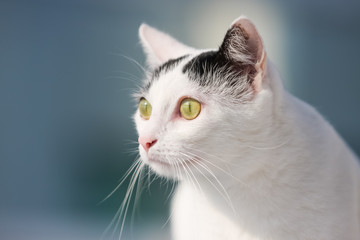 Portrait of black and white cat with blurred background.