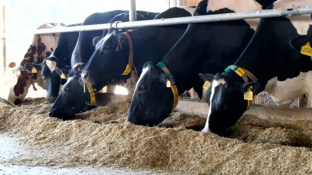 Holstein Frisian diary cows in free livestock stall