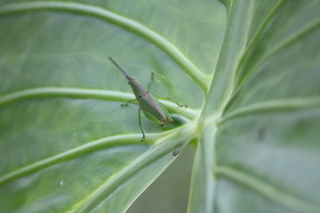  there are green grasshoppers on green leaves