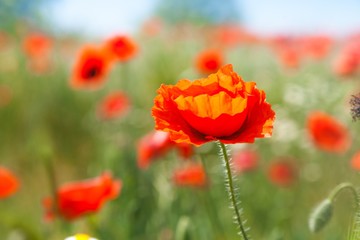 Red poppy flowers in a field