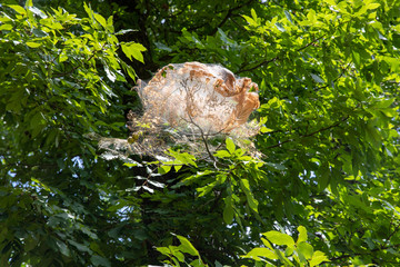 Nest spun by fall webworms in a tree, with webbing, leaves, and caterpillars