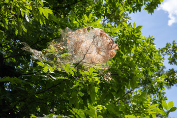 Nest spun by fall webworms in a tree, with webbing, leaves, and caterpillars