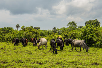 herd of Afican cows stand on the grass near tall bushes on a sunny day and dont looking at camera and eating grass