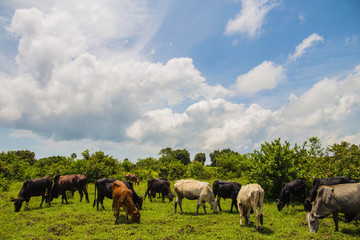 Fototapeta premium Cattle breeding. Herd of African cattle. Husbandry. Cows. Beautiful landscape. Close up.