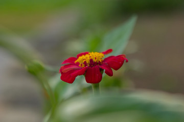 Small colored flowers on a toned on gentle soft blue