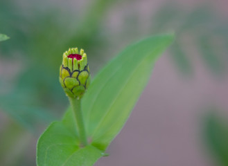 Small colored flowers on a toned on gentle soft blue