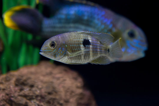 Green terror (Andinoacara rivulatus) colorful fish in aquarium. image quality 