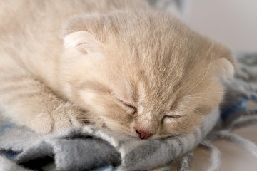Sleeping kitten