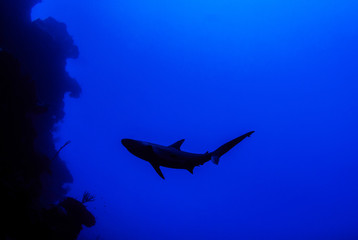 Naklejka premium This apex predator is a reef shark shot in the wild in its natural habitat. The impressive creature lives in the warm tropical waters of the Cayman Islands. 