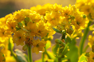 Yellow flower closeup