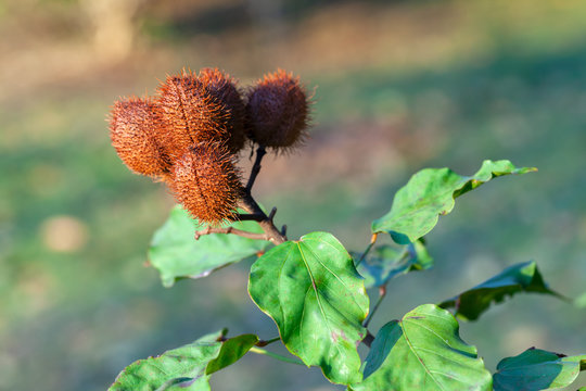 Mature achiote pods Achiote Bixa orellana seeds - annatto bijol condiment