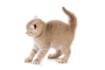 Scared kitten
