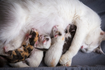Four newborn kittens suck milk from his mother