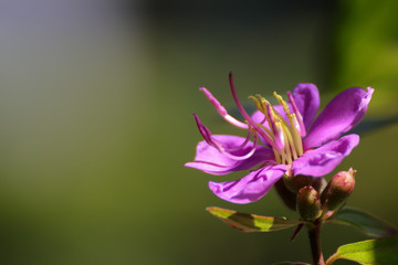 Fototapeta na wymiar pink water lily