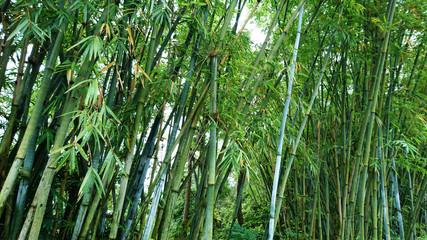 Bamboo forest landscape