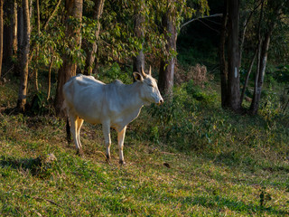 Oxen living free in the filed - livestock cattle