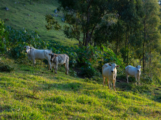 Oxen living free in the filed - livestock cattle