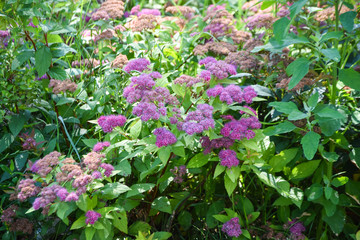 Purple flowering shrubs. summer flowers