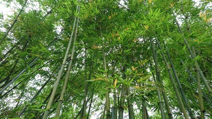 Bamboo forest landscape