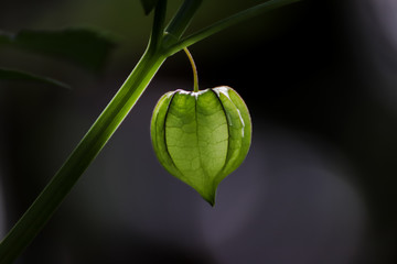 leaf on black background