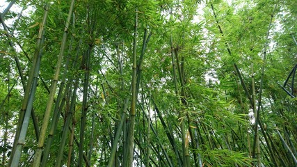 Obraz na płótnie Canvas Bamboo forest landscape
