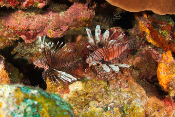 A pair of red lionfish have been found on the reef in the Cayman Islands. This is a problem as the species are invasive and cause harm to this new environment