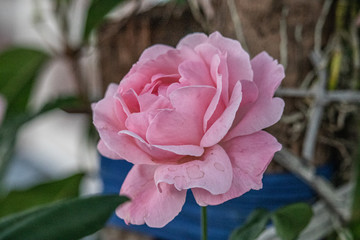 pink rose in the garden