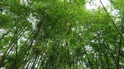 Bamboo forest landscape