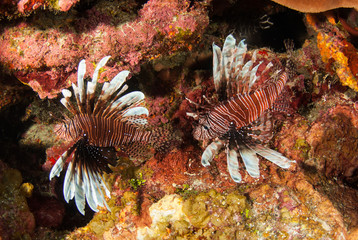 A pair of red lionfish have been found on the reef in the Cayman Islands. This is a problem as the species are invasive and cause harm to this new environment