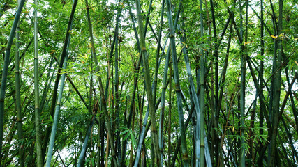 Bamboo forest landscape