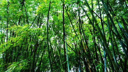 Fototapeta na wymiar Bamboo forest landscape