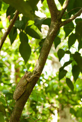 Fototapeta premium A tropical frog resting in a tree on the Mastic Trail in Grand Cayman. The creature is at home in the warm Caribbean climate