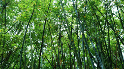 Bamboo forest landscape