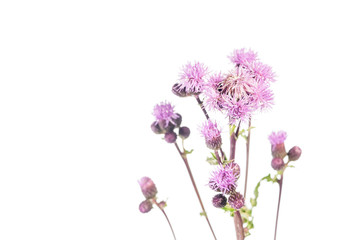 Naklejka na ściany i meble Thistle Flowers - Cirsium canadensis