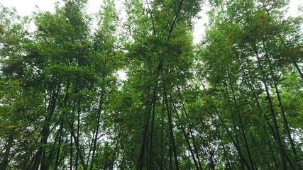 Bamboo forest landscape