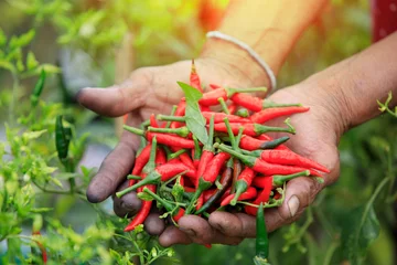 Fototapeten Rote scharfe Chilischoten in den Händen, Hände, die frisches Chili halten, Bio-Gemüse © CStock