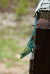 A colorful little lizard is exploring a fence in a tropical environment. The exotic creature is at home in the climate of the Cayman Islands in the Caribbean