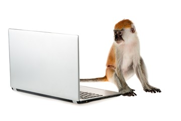 Monkey Using a Laptop Computer