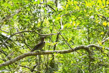 A woodpecker in the trees in nature. The bird has been shot on the caribbean island of the Cayman Islands, specifically in the botanical gardens