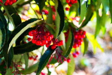 Obraz premium ナナカマド