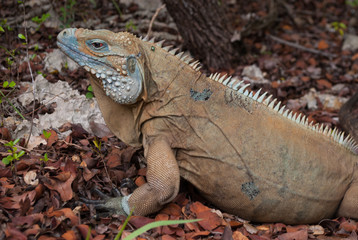 An endangered blue iguana relaxing in nature. This reptile is indiginous to the Cayman Islands and was shot in the Botanical gardens
