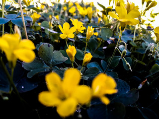 Fototapeta premium Flores, plantas natureza jardim várias cores 