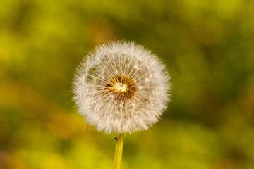 Dandelion blowball