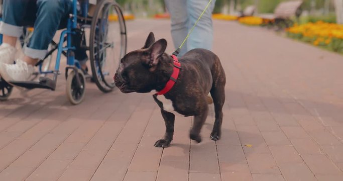 Dog runs along the path, the guy in a wheelchair is riding alongside. Walk person with disabilities. Bottom view.